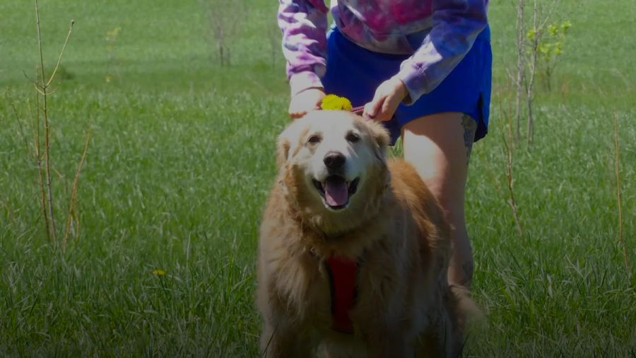 A woman is walking her dog in a field