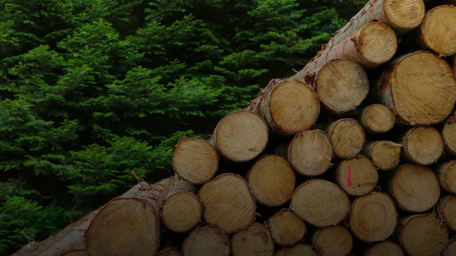 tree logs photography
