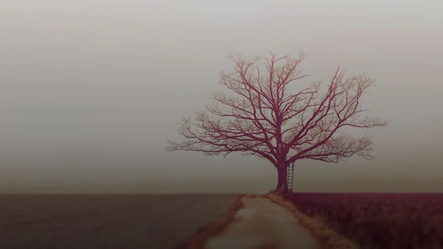 bare tree during daytime