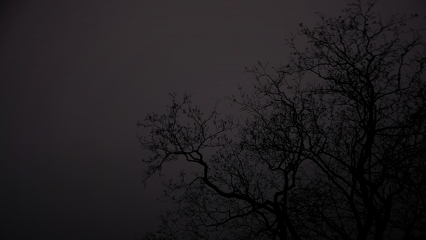 Bare tree branches against a dark sky