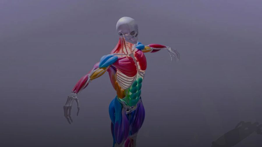 3D rendering of human skeletal and color-coded muscular system